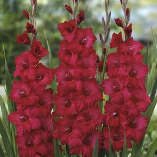 VAN ZYVERDEN Gladiolus Magenta Blend Set of 25 Bulbs 84519