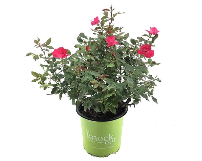 Capstone Plants Rose Knockout Assorted Colors 2G Pot