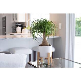 Vigoro 10 in. Majesty Palm and (2) 6 in. Ponytail Palm Plant in White Decor Planter (3 Pack) ML-MAP-S-VPW-03