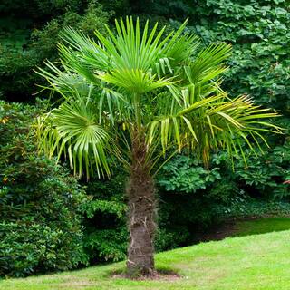 Brighter Blooms 3 Gal. Windmill Palm Tree in Pot PAL-WIN3