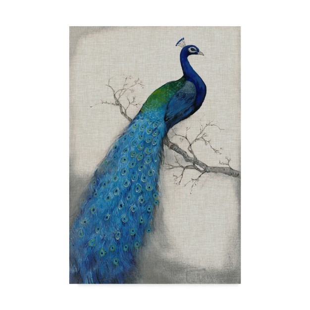 Trademark Fine Art tim Otoole x27 peacock Blue I x27 Canvas Art