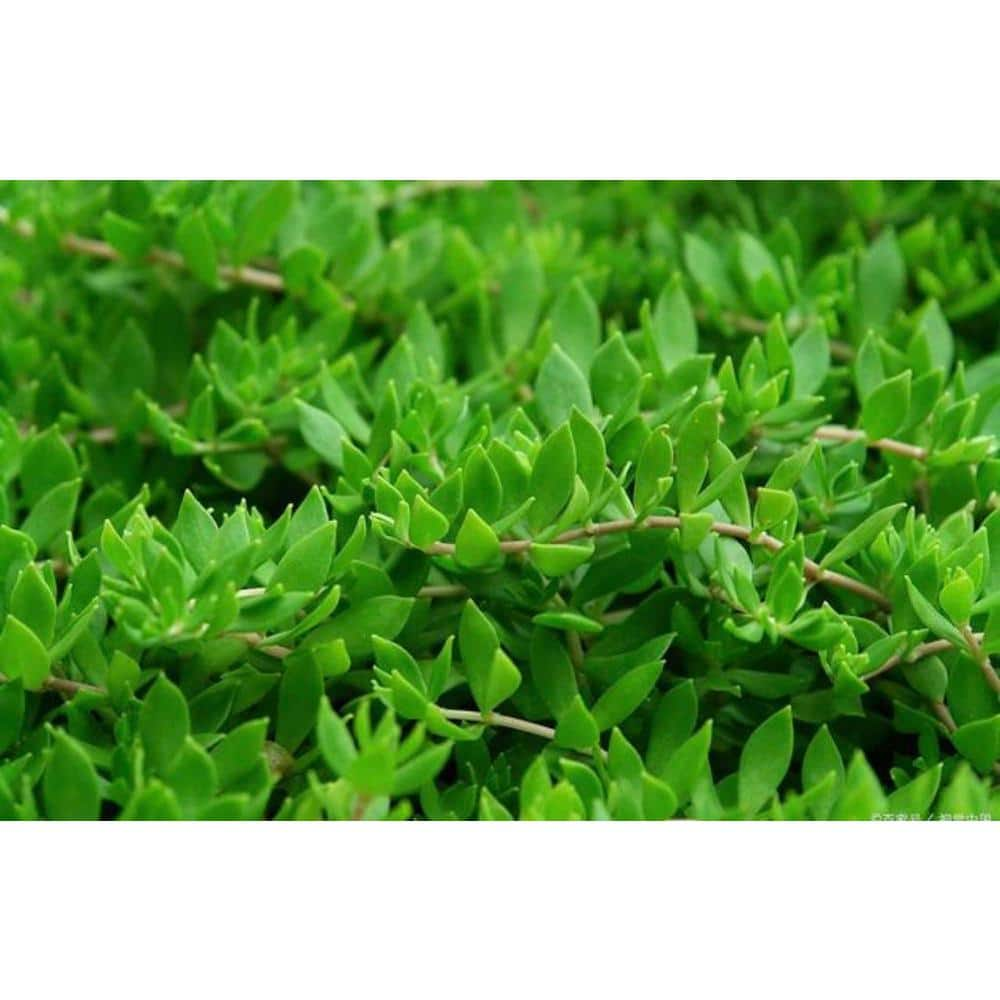 Zeus  Ruta Live Sedum Gold Moss Stonecrop in Separate in Pots Pet-Safe (3-Pack) BG-77