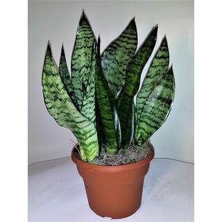 Wekiva Foliage Robusta Snake Plant - Live Plant in a 4 in. Pot - Sansevieria Superba - Beautiful and Elegant Easy Care Houseplants RobustaSnakePlant4