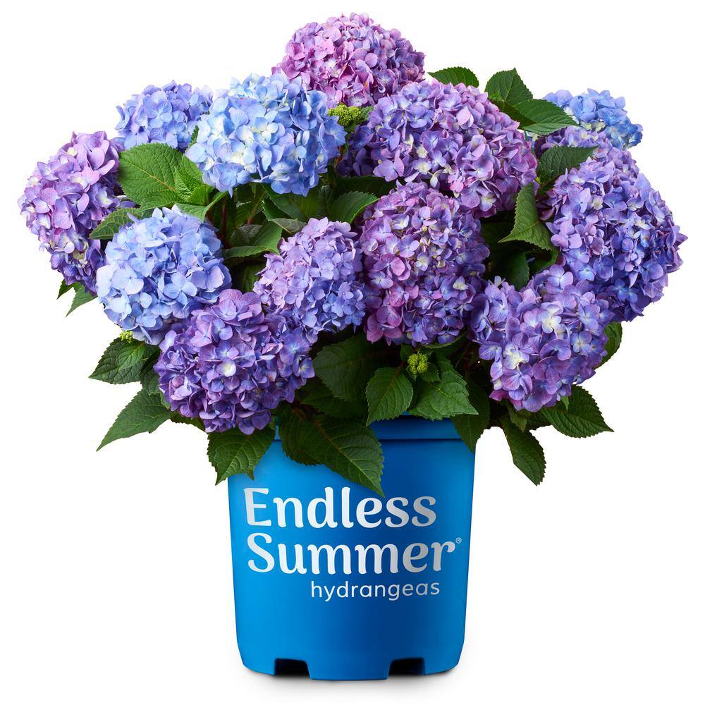 Endless Summer 3 Gal. BloomStruck Reblooming Hydrangea Flowering Shrub Blue or Purple Flowers HYDGA3MBS1PK