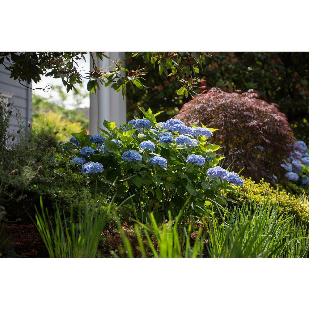 Brighter Blooms 2 Gal. The Original Reblooming Hydrangea Flowering Shrub with Pink or Blue Flowers HYD-END2