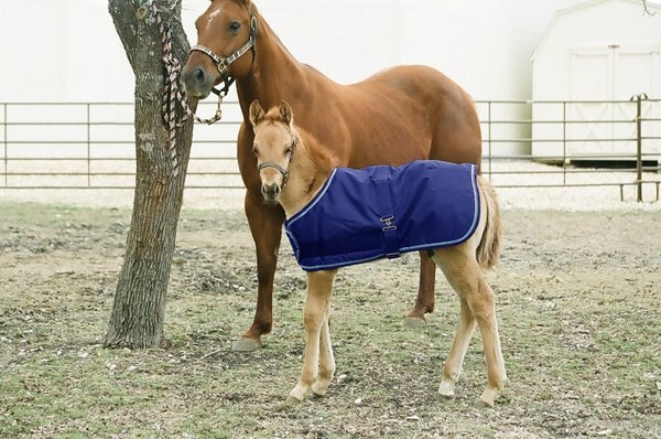 Kensington Protective Products Signature Adjustable Large Foal Horse Turnout