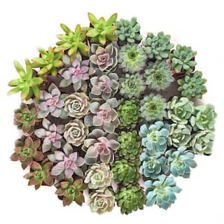 Shop Succulents 2 in. Rosette Succulent (Collection of 40) R40