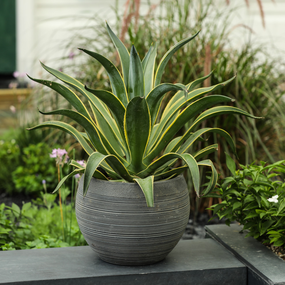 Stone Finish Pottery Bowl Planter (Small)   Transitional   Outdoor Pots And Planters   by Winsome House Inc.  Houzz