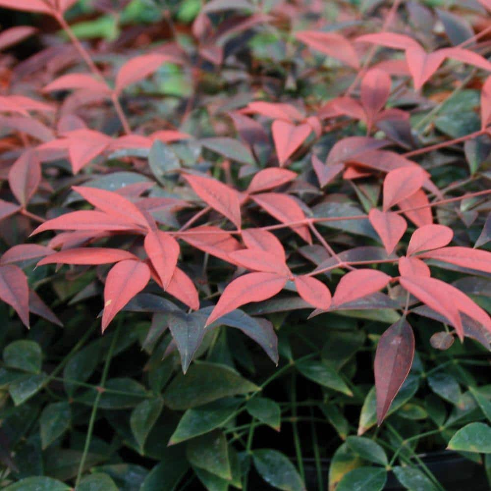 SOUTHERN LIVING 1.5 Gal. Flirt Nandina Live Evergreen Groundcover Shrub Deep Red New Foliage 43122