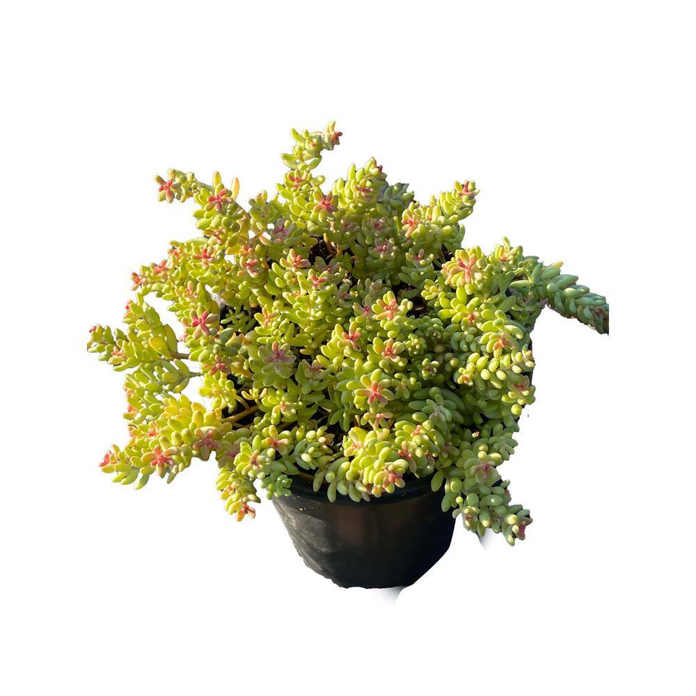 Zeus  Ruta Stonecrop Sedum Plants Pet-Safe Spreading in Pots (1-Pack) W1009-ST1