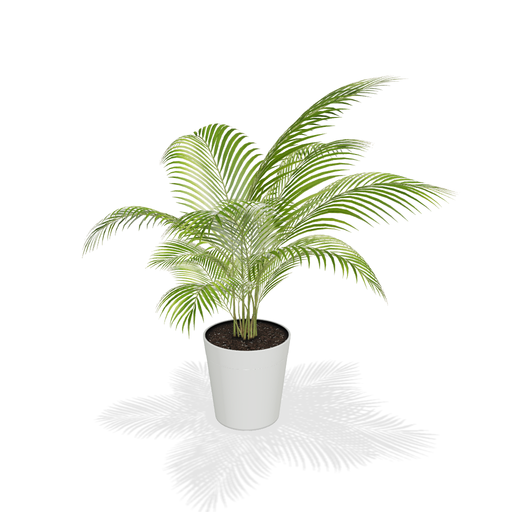 Areca Palm Tree