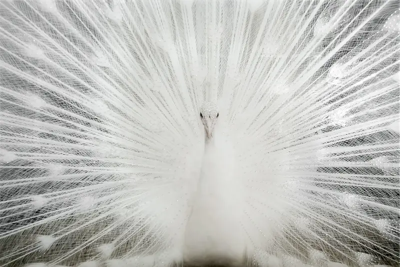 White Peacock With Rhinestones Wall Art