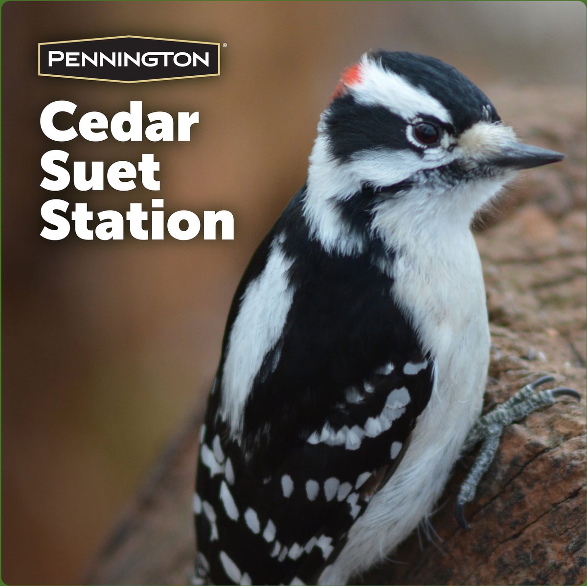 Pennington Cedar Suet Station Bird Feeder