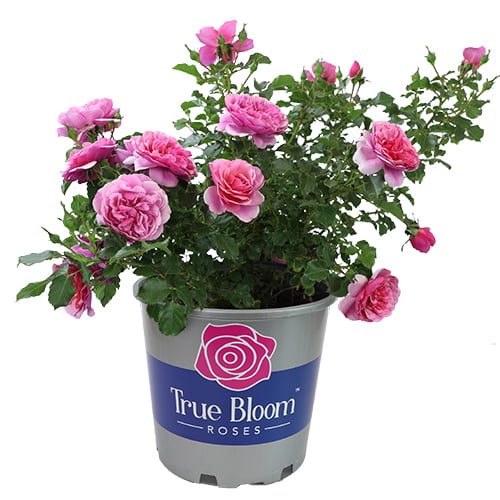 True Bloom by Altman Plants 8QT True Inspiration Light Pink Rose Live Plant Pot