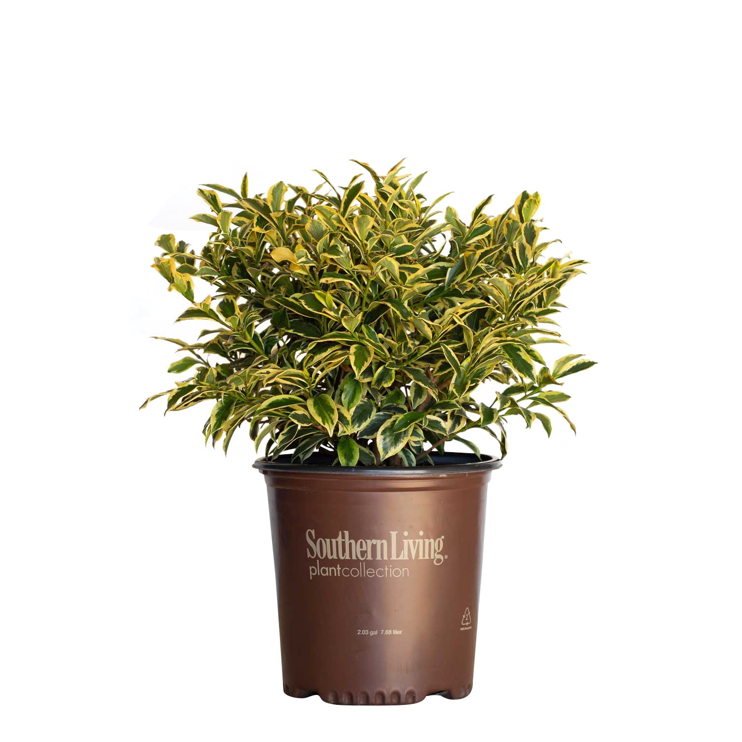 Romeo Cleyera (2 Gallon) Variegated Evergreen Shrub with Green and Creamy-White Foliage - Full Sun to Part Shade Live Outdoor Plant - Southern Living Plant Collection