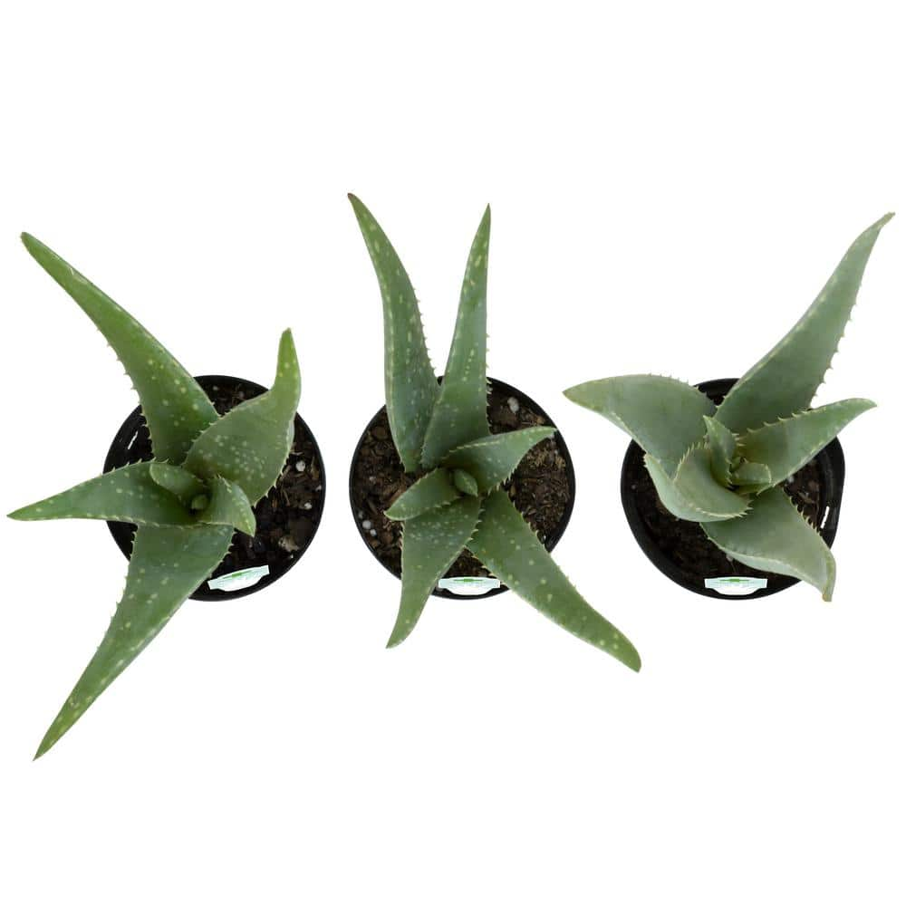 SMART PLANET 3.5 in. Aloe Vera Plant (3-Pack) 0881031