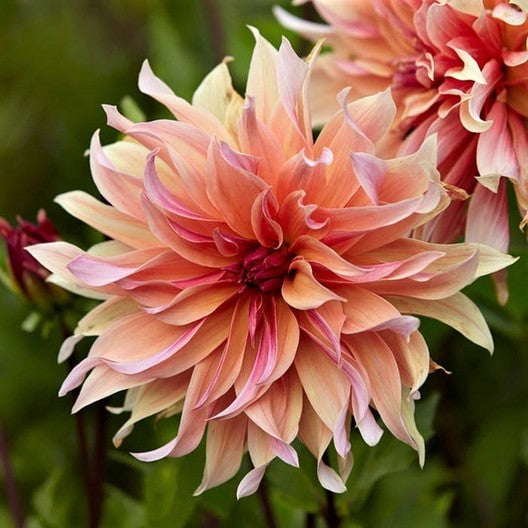 Blue Buddha Farm: Labyrinth Dinnerplate Dahlia Bulb - Easy to Grow Indoor or Outdoor Perennial Plant