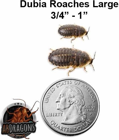 ABDragons Large Dubia Roaches Small Pet and Reptile Food