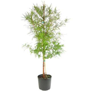 national PLANT NETWORK 2.25 Gal. Deciduous Bald Cypress Tree HD7076