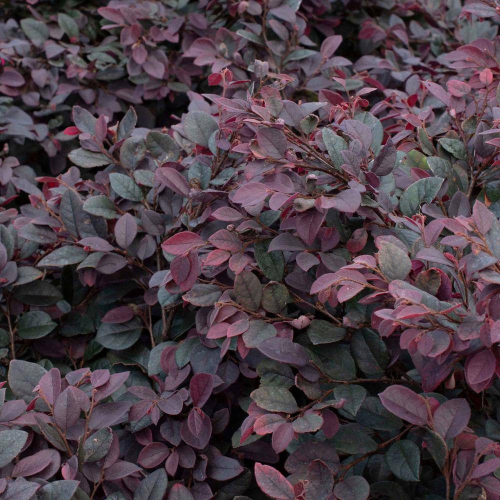 national PLANT NETWORK 3 gal. Loropetalum Cerise Charm Shrub with Red Flowers HD1809