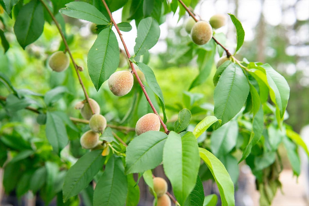 4-5ft. Flordaking Peach Tree - Heavy Producer of Fruit - Medium Chill Hours Required