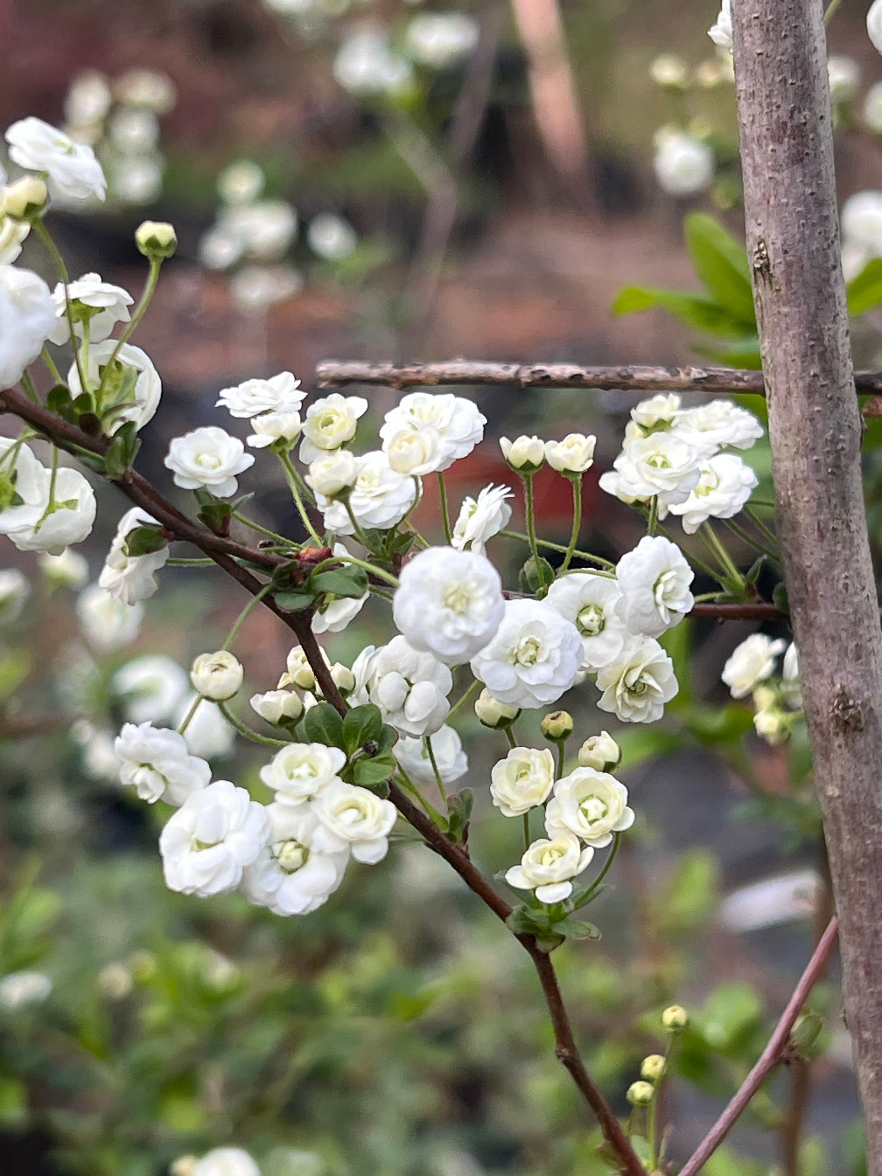 Spirea Prunifolia