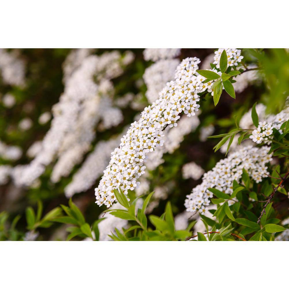 Online Orchards 1 Gal. Bridal Wreath Spirea Flowering Shrub with Cascading White Flowers SBSP004