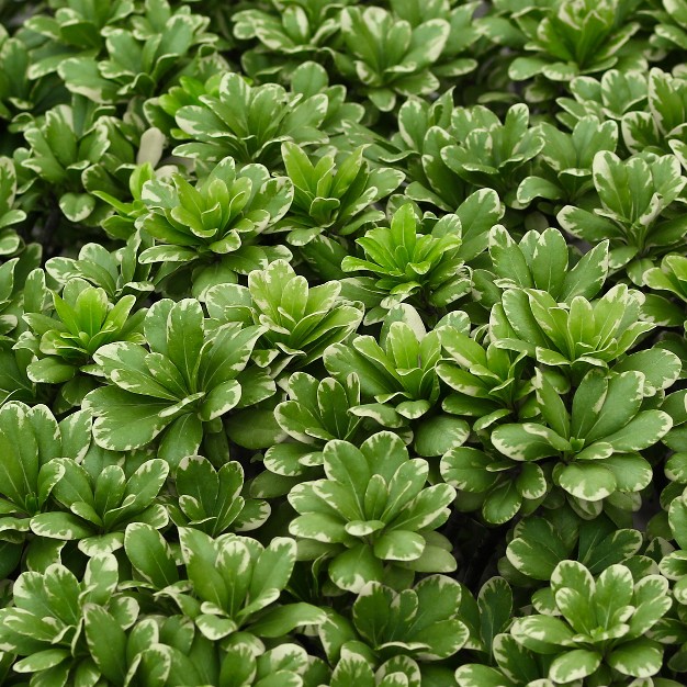 1pc Pittosporum Variegated - National Plant Network