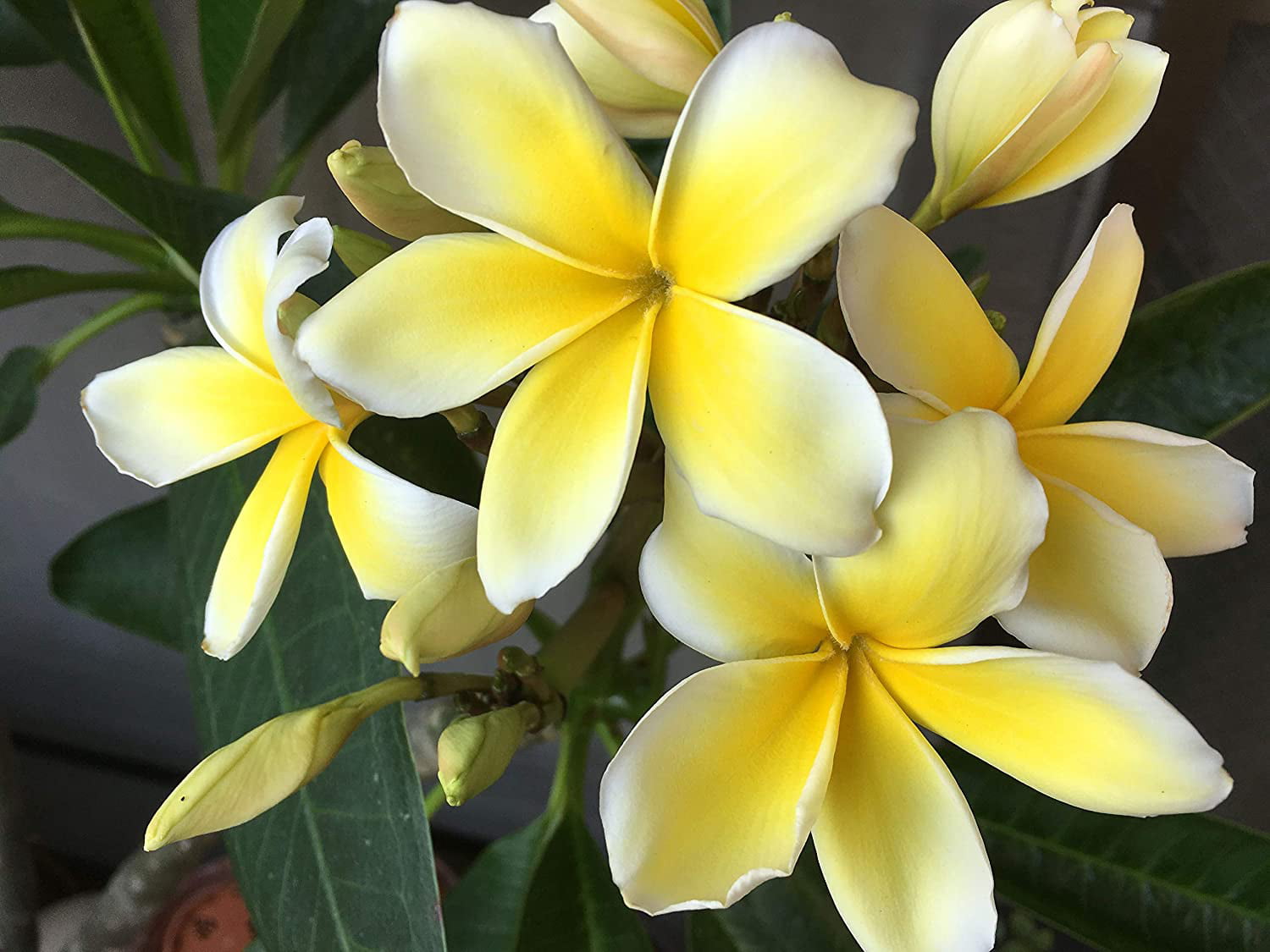 Yellow Hawaiian Live Plumeria Frangipani Plant Shrub Cutting  9