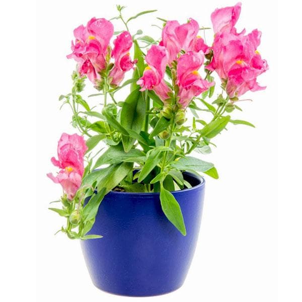 Antirrhinum, Snapdragon (Pink) - Plant