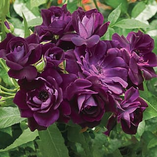 Spring Hill Nurseries Intrigue Floribunda Rose Dormant Bare Root Plant with Purple Color Flowers (1-Pack) 88435