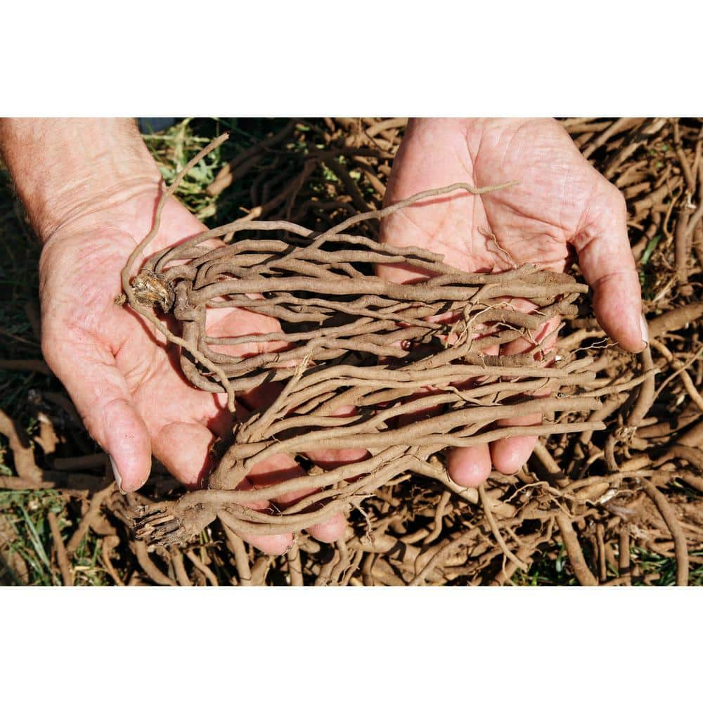 VAN ZYVERDEN Echinacea Cone Flower Mixed Roots (10-Set) 83526