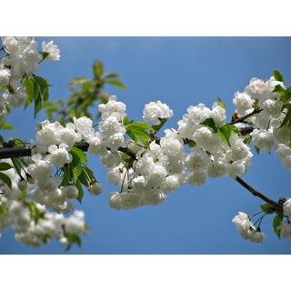 Online Orchards Mt. Fuji Cherry Blossom Tree Bare Root FLCH005