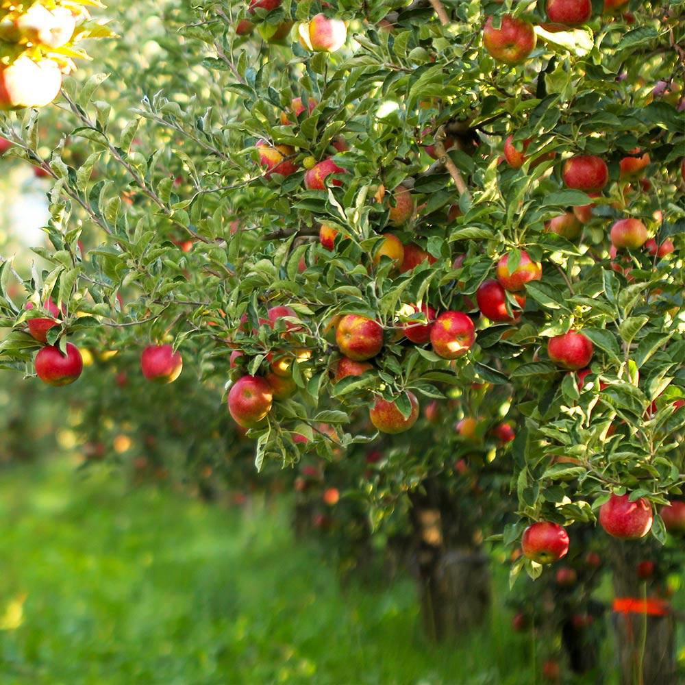 Dwarf Gala Apple Tree - Cannot Ship to AZ， ID， OR， CA