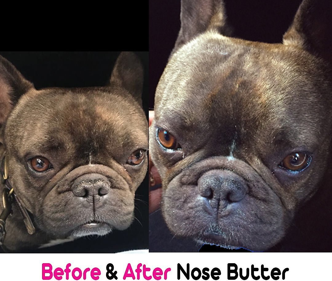 The Blissful Dog French Bulldog Nose Butter