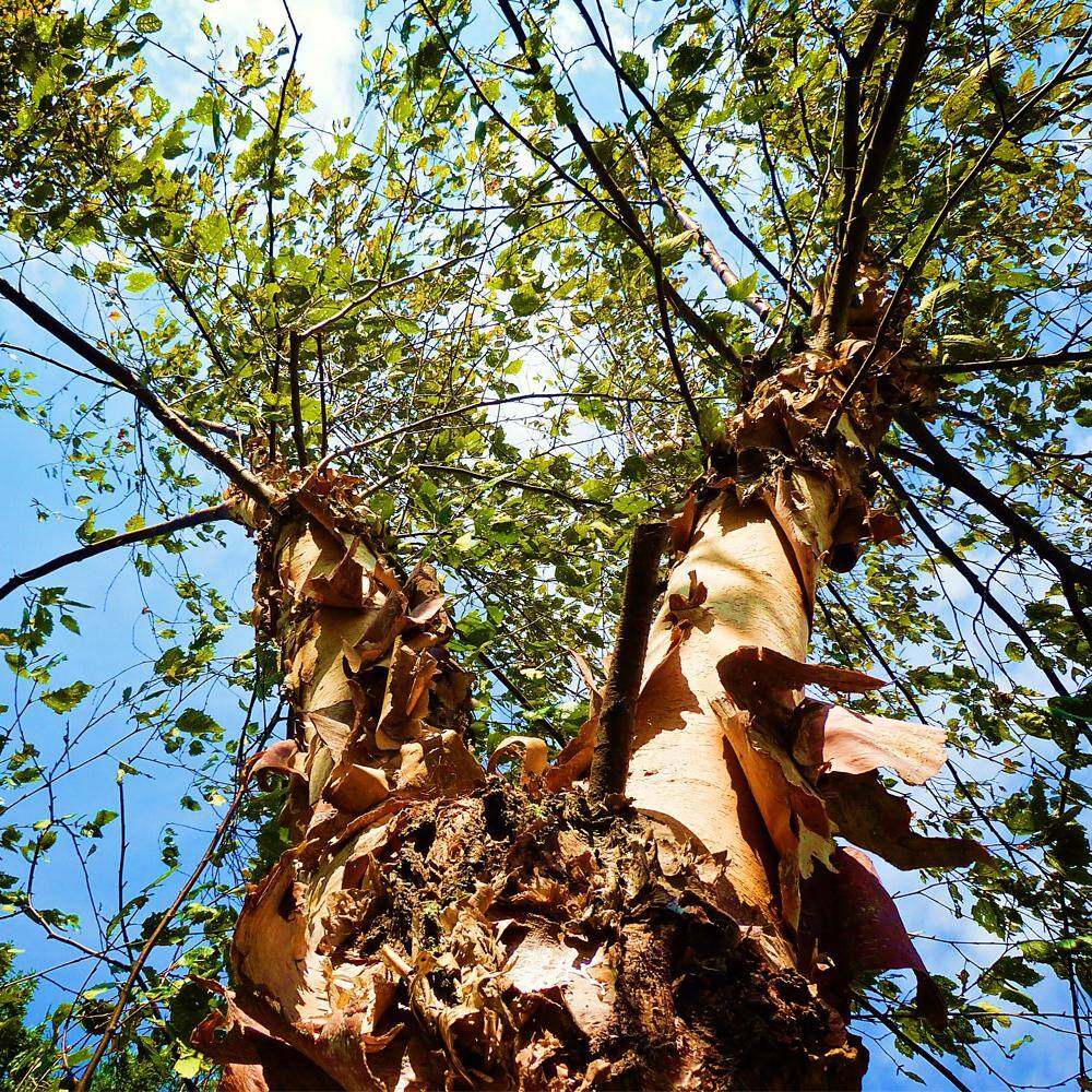 1 Gal. River Birch Multi-Trunk Shade Tree BIRDUR01G