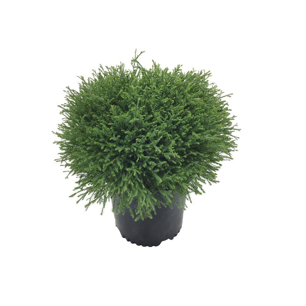 Arborvitae (Thuja occidentalis) Mr. Bowling Ball 14397
