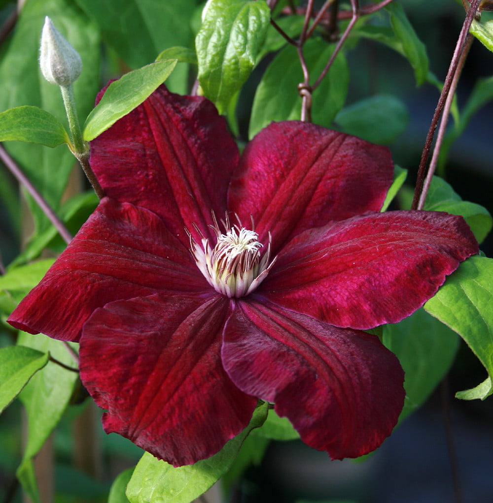 Red/Rouge Cardinal Clematis Vine - Velvety Crimson Flowers - 2.5