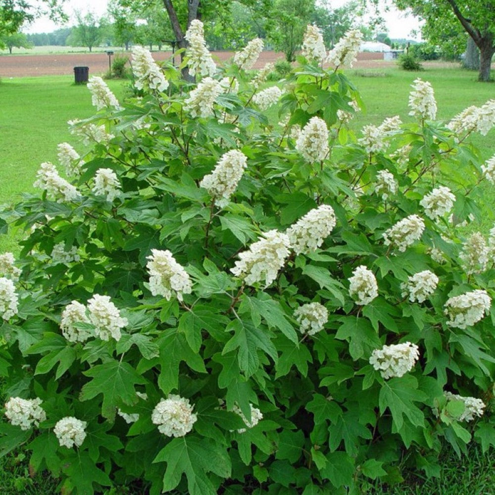 Snow Queen Oakleaf Hydrangea