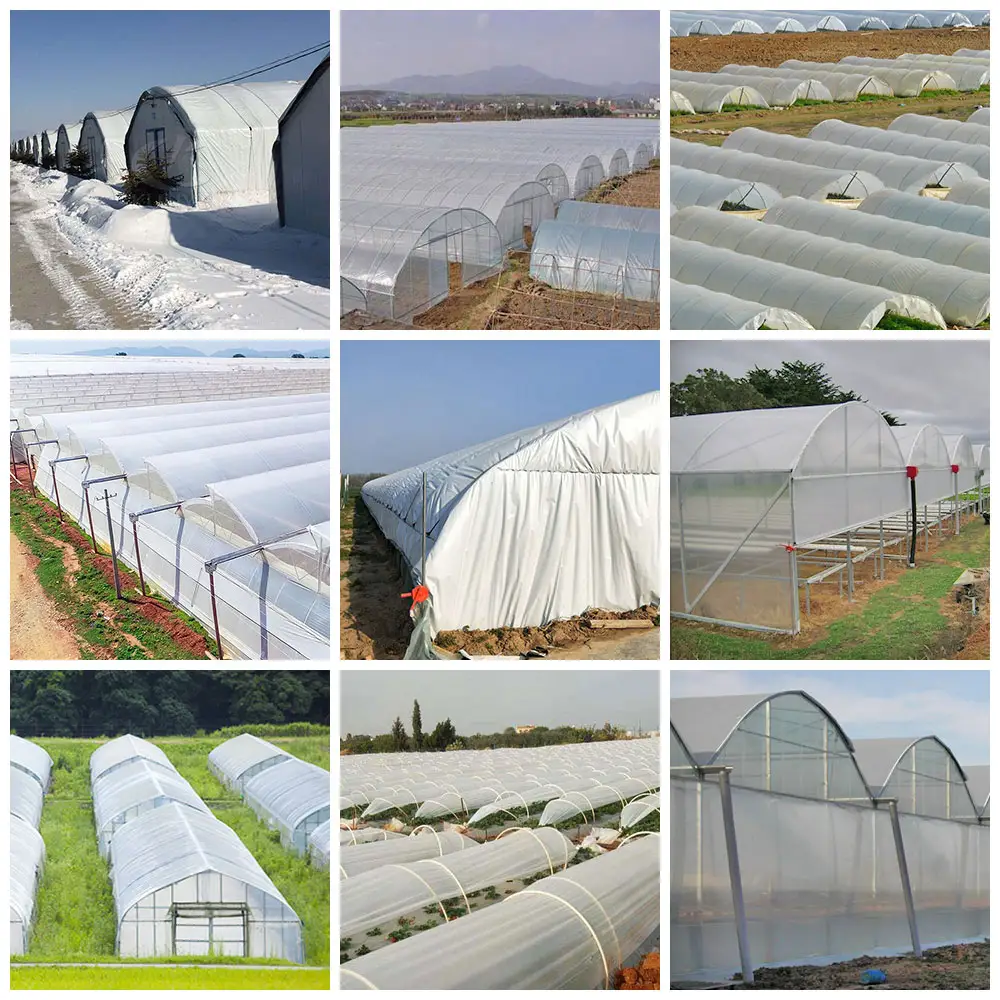 Winter Greenhouse System Supply Single Span Greenhouses For Agriculture