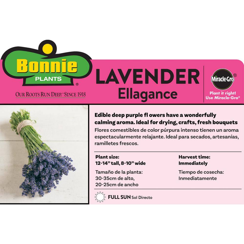 Bonnie Plants 2.32 qt. Lavender Herb Plant 5065