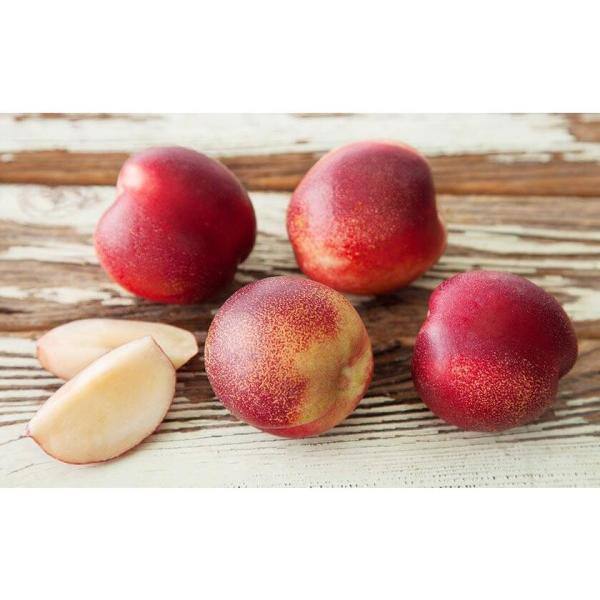 Online Orchards Snow Queen White Nectarine Tree (Bare-Root 3 ft. to 4 ft. Tall 2-Years Old) FTNC004