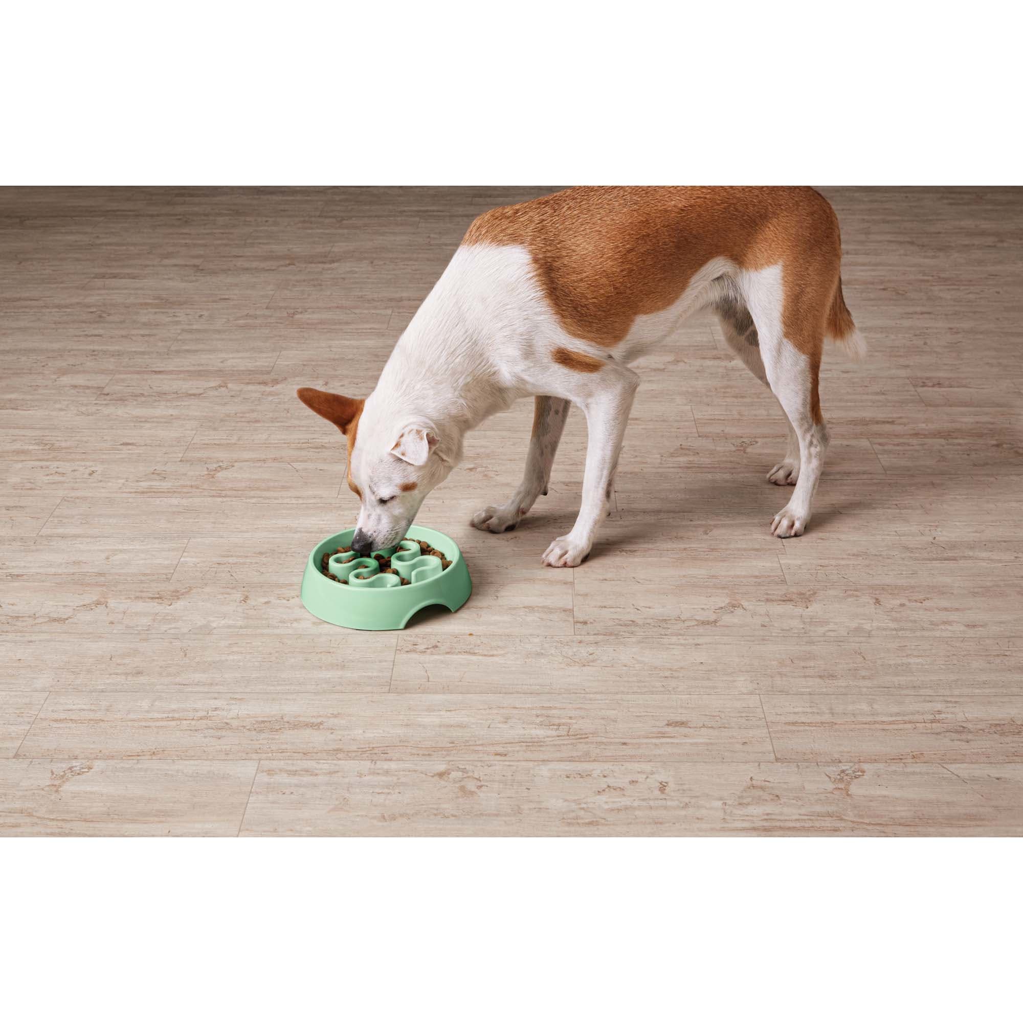 Harmony Mint Plastic Slow Feeder Dog Bowl， Large