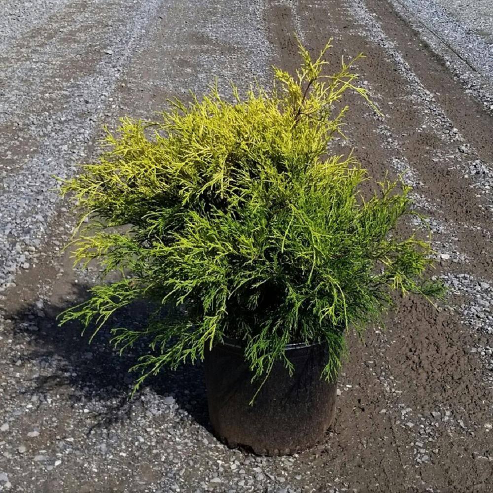 FLOWERWOOD 3 Gal. Gold Mop False Cypress with Golden Yellow Weeping Foliage 09233