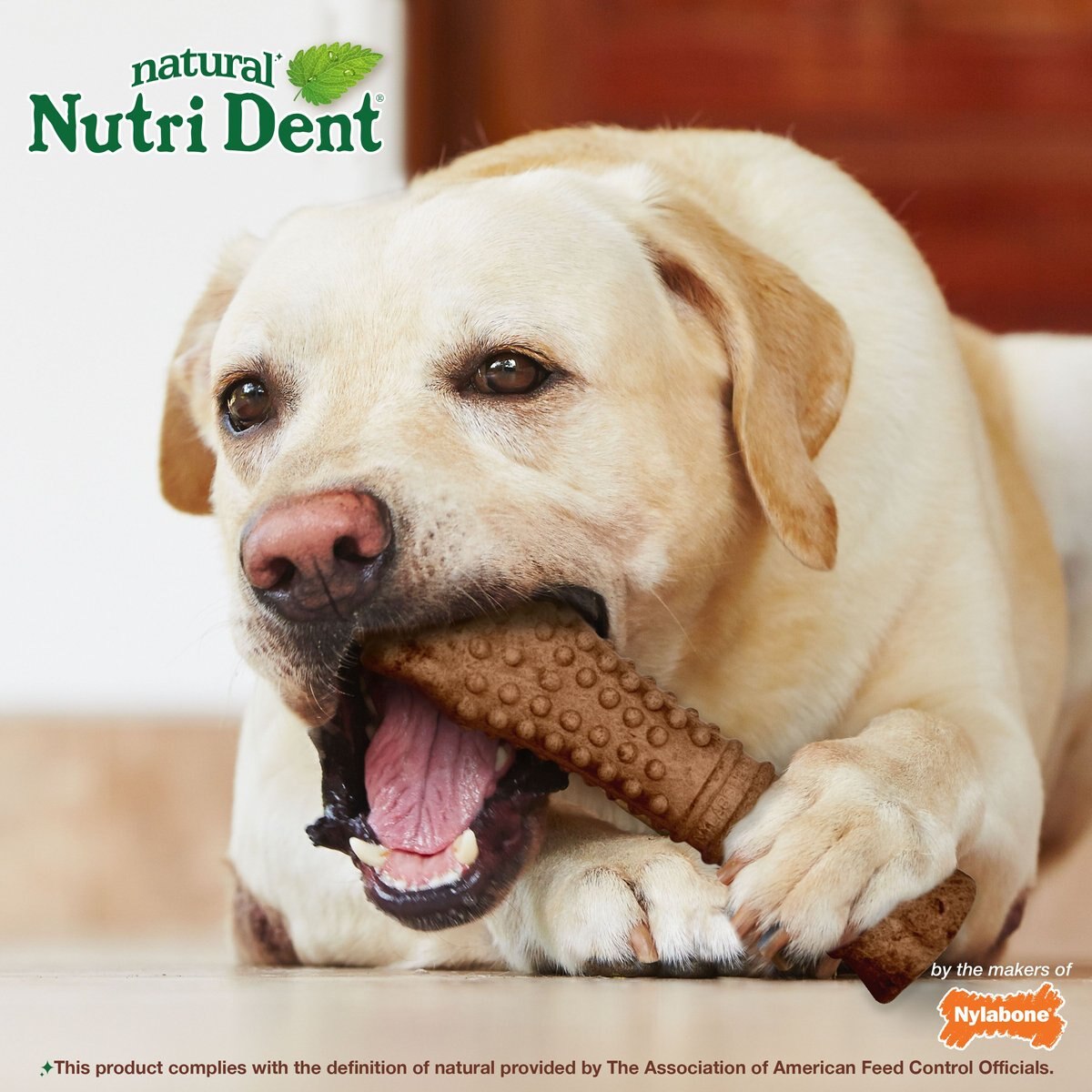 Nylabone Nutri Dent Filet Mignon Flavored Dental Chew Dog Treat