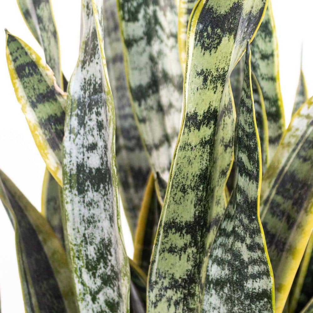 United Nursery Sansevieria Laurentii Live Indoor Outdoor Plant in 10 inch Premium Ecopots Pure White SLAURENTII10PW