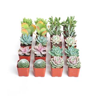 Shop Succulents 2 in. Premium Pastel Succulent (Collection of 20) P20