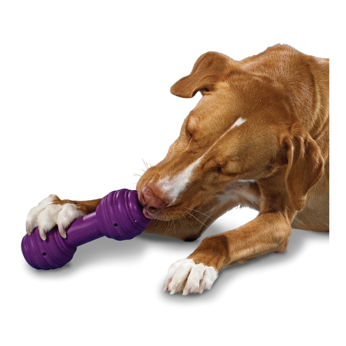 PetSafe Busy Buddy Chuckle Dog Toy