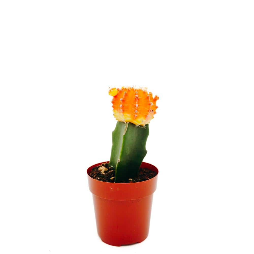 Vigoro 2.5 in. Grafted Moon Cacti Plant Collection 79885