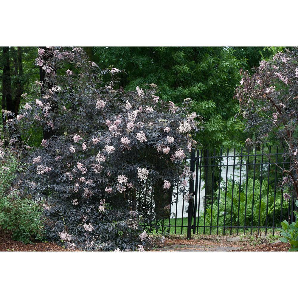 PROVEN WINNERS 4.5 in. Qt. Black Lace Elderberry (Sambucus) Live Shrub Pink Flowers SAMPRC1027800